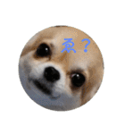 翼と紫のスタンプだよ①（個別スタンプ：3）