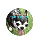 翼と紫のスタンプだよ①（個別スタンプ：5）