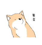 柴イッヌ（個別スタンプ：4）