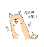 柴イッヌ（個別スタンプ：19）
