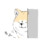 柴イッヌ（個別スタンプ：22）