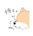 柴イッヌ（個別スタンプ：24）