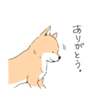 柴イッヌ（個別スタンプ：38）