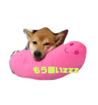 柴犬のおきゃん。（個別スタンプ：1）