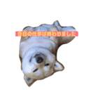 柴犬のおきゃん。（個別スタンプ：2）