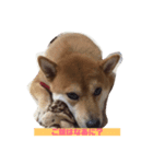柴犬のおきゃん。（個別スタンプ：3）
