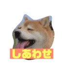柴犬のおきゃん。（個別スタンプ：4）