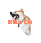 柴犬のおきゃん。（個別スタンプ：5）