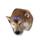 柴犬のおきゃん。（個別スタンプ：6）