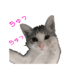 ゆるっときな子③（個別スタンプ：1）