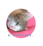 ゆるっときな子③（個別スタンプ：13）