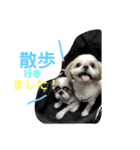 シーズー達の日常スタンプ（個別スタンプ：9）