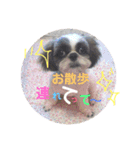 シーズー達の日常スタンプ（個別スタンプ：12）