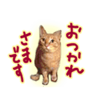 トラ猫ミイちゃん（個別スタンプ：4）