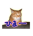 トラ猫ミイちゃん（個別スタンプ：5）