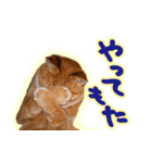 トラ猫ミイちゃん（個別スタンプ：20）