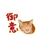 トラ猫ミイちゃん（個別スタンプ：28）