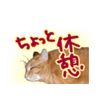 トラ猫ミイちゃん（個別スタンプ：31）