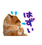 トラ猫ミイちゃん（個別スタンプ：35）