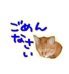 トラ猫ミイちゃん（個別スタンプ：36）
