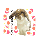 モカ蔵2（個別スタンプ：5）
