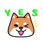 柴犬顔文字スタンプ（個別スタンプ：15）