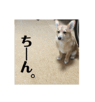 愛犬ぽんた②（個別スタンプ：6）