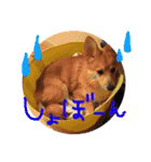 愛犬ぽんた②（個別スタンプ：7）