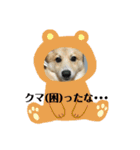 愛犬ぽんた②（個別スタンプ：10）