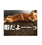 愛犬ぽんた②（個別スタンプ：12）