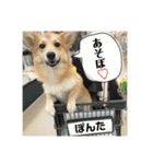 愛犬ぽんた②（個別スタンプ：13）