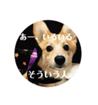 愛犬ぽんた②（個別スタンプ：15）