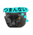 黒猫ジジのお友達（個別スタンプ：6）