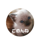 はらへり家族（個別スタンプ：3）