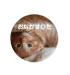 はらへり家族（個別スタンプ：7）