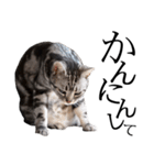 猫の銀河の関西弁 その2（個別スタンプ：6）