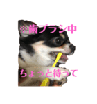 チワワのオレオ1（個別スタンプ：2）