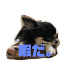チワワのオレオ1（個別スタンプ：3）