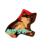 チワワのオレオ1（個別スタンプ：6）