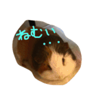 モルモットのもこ（個別スタンプ：9）