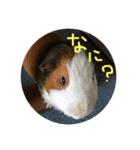 モルモットのもこ（個別スタンプ：11）
