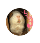 モルモットのもこ（個別スタンプ：14）