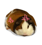 モルモットのもこ（個別スタンプ：18）