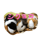 モルモットのもこ（個別スタンプ：21）