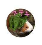 モルモットのもこ（個別スタンプ：25）