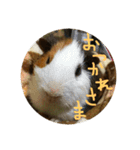 モルモットのもこ（個別スタンプ：30）