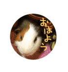 モルモットのもこ（個別スタンプ：31）