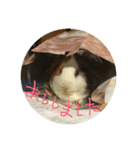 モルモットのもこ（個別スタンプ：35）