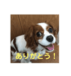 キャバリアのリンダとレオン 1（個別スタンプ：1）