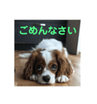 キャバリアのリンダとレオン 1（個別スタンプ：2）